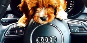 Σκυλάκι ποζάρει σε αμάξι Audi