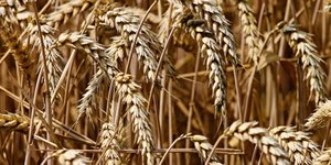 Ξανθά σιτάρια στο χωράφι 