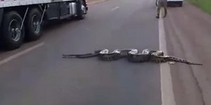 Έκπληκτοι οδηγοί είδαν το ανακόντα να διασχίζει κάθετα τον δρόμο 