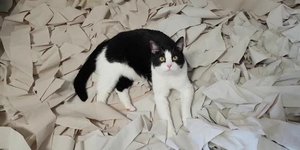 Τα παιχνίδια μιας γάτας με το χαρτί υγείας