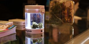 Φαρμακευτική κάνναβη σε ειδικό δοχείο 