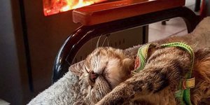 Γάτα Νάλα ξάπλα