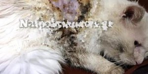 Γάτα με μεγάλη πληγή στην πλάτη