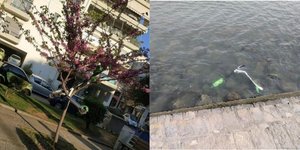 Κατεστραμμένα ηλεκτρικά πατίνια, σε δέντρο, θάλασσα. 