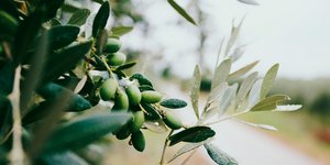 Ελιές φύλλα κλαδιά