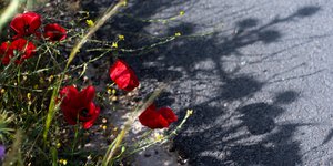 Παπαρούνες στο δρόμο