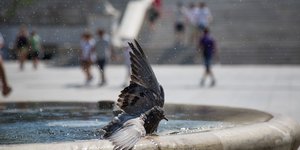 Περιστέρι δροσίζεται στο συντριβάνι