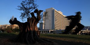 Μια ελιά 1.500 ετών απέναντι από το Χίλτον, πλάι στο άγαλμα του Δρομέα