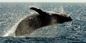 Φάλαινα κάνει βουτιά στα νερά της θάλασσας