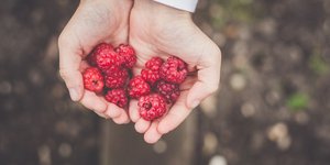 Χέρια κρατάνε μούρα στην παλάμη τους