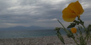 Κίτρινο λουλούδι στην άμμο και συννεφιά