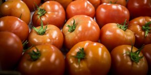 Ντομάτες η μια δίπλα στην άλλη 