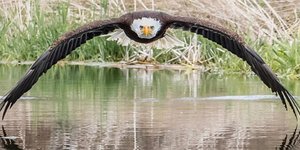 Καραφλός αετός