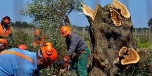 Το βακτήριο σε ελιές της Ιταλίας