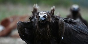 Μαυρογύπας στον Εβρο εντόπισε το στόχο του και είναι έτοιμος για επίθεση