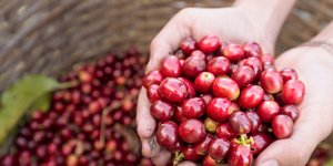 Ακριβή ποικιλία καφέ