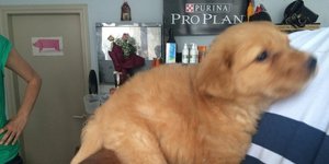 Κουτάβι που βρέθηκε σε πάρκο του Ηρακλείου