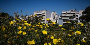 Ανθισμένες μαργαρίτες σε αγρό