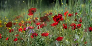 παπαρούνες σε λιβάδι