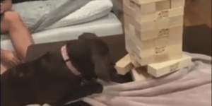 Σκύλος παίζει τζένγκα και κερδίζει