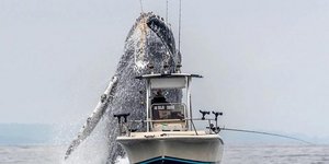 Η στιγμή που μια πελώρια φάλαινα κάνει ένα άλμα δίπλα σε ένα σκάφος