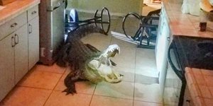 O αλιγάτορας μπήκε από το παράθυρο της κουζίνας 