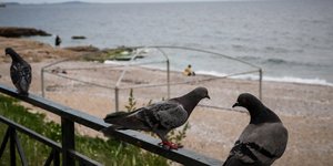 Περιστέρια στη θάλασσα