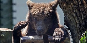 Καφέ αρκούδα σε πάρκο στην Ιταλία