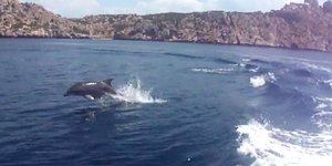 Δελφίνια έκαναν την εμφάνισή τους στον Κορινθιακό Κόλπο