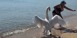 Κύκνος επιτέθηκε σε τουρίστρια στη Σκιάθο