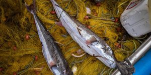 Αύξηση του πληθυσμού των λαγοκέφαλων