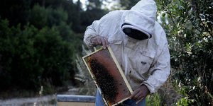 Μελισσοκόμος εν ώρα εργασίας