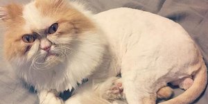 Η νέα Grumpy Cat με το θυμωμένο πρόσωπο