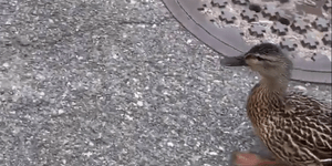 Πάπια ζήτησε τη βοήθεια αστυνομικών