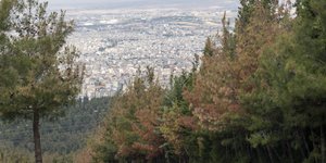Το δάσος του Σέιχ Σου
