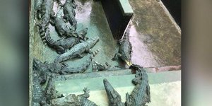 Το κοριτσάκι έπεσε μέσα στο εκτροφείο των κροκοδείλων