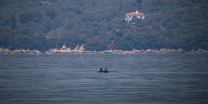 Δελφίνια στη θάλασσα