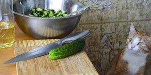 Γάτα κοιτά αγγούρια