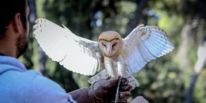 Κουκουβάγια