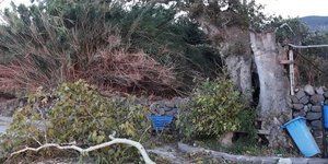 Επεσε ο θρυλικός πλάτανος στη Λέσβο