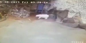 Πολική αρκούδα επιτέθηκε σε γυναίκα που καθάριζε το κλουβί της