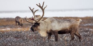 Τάρανδοι πεθαίνουν εξαιτίας της κλιματικής αλλαγής