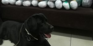 Ο Ατλας, ο σκύλος της αστυνομίας μπροστά από την ποσότητα που ξετρύπωσε