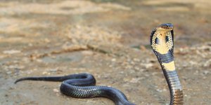 Η κόμπρα σπέρνει τον τρόμο στους δρόμους της Γερμανίας