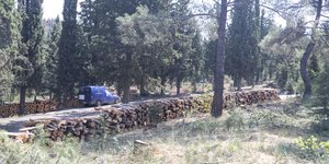 Το δάσος του Σέιχ Σου