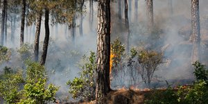 φωτιά σε δάσος 