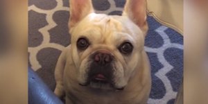 Εξαλλο γαλλικό μπουλντόγκ