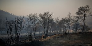 Να αντικαταστήσουμε τα πεύκα με άλλα δένδρα που δεν καίγονται εύκολα