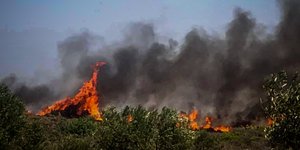 Φωτιά κατακαίει δέντρα 