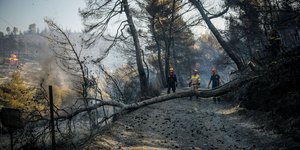 Καμμένα δέντρα στο δάσος της Εύβοιας
